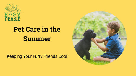 Pet Care in the Summer: Keeping Your Furry Friends Cool