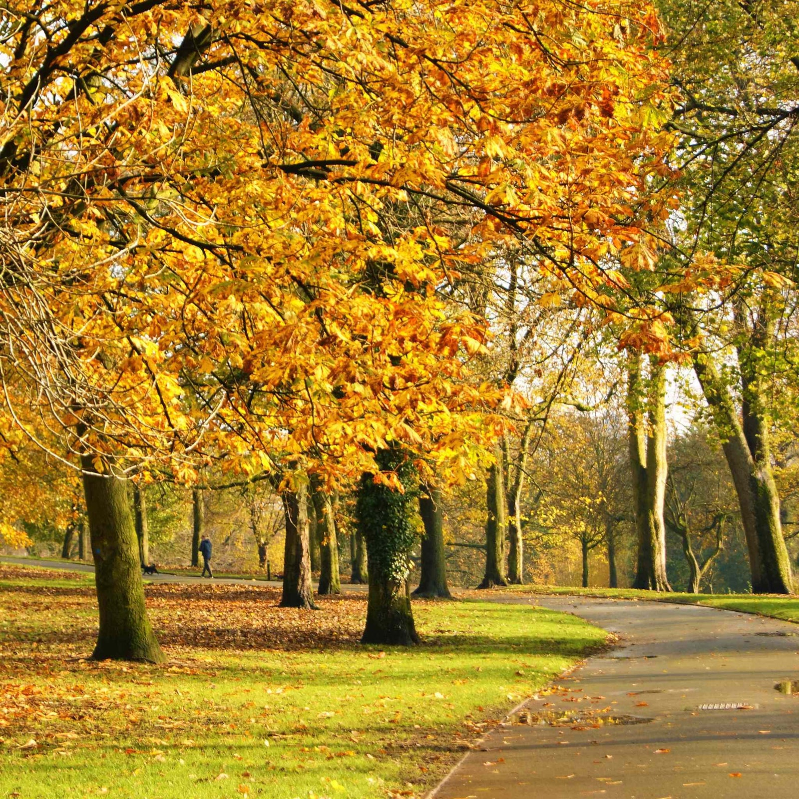 autumn trees