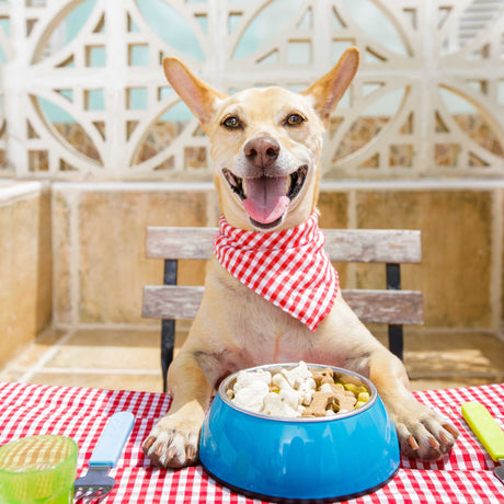 happy dog in seated at table with bowl of food