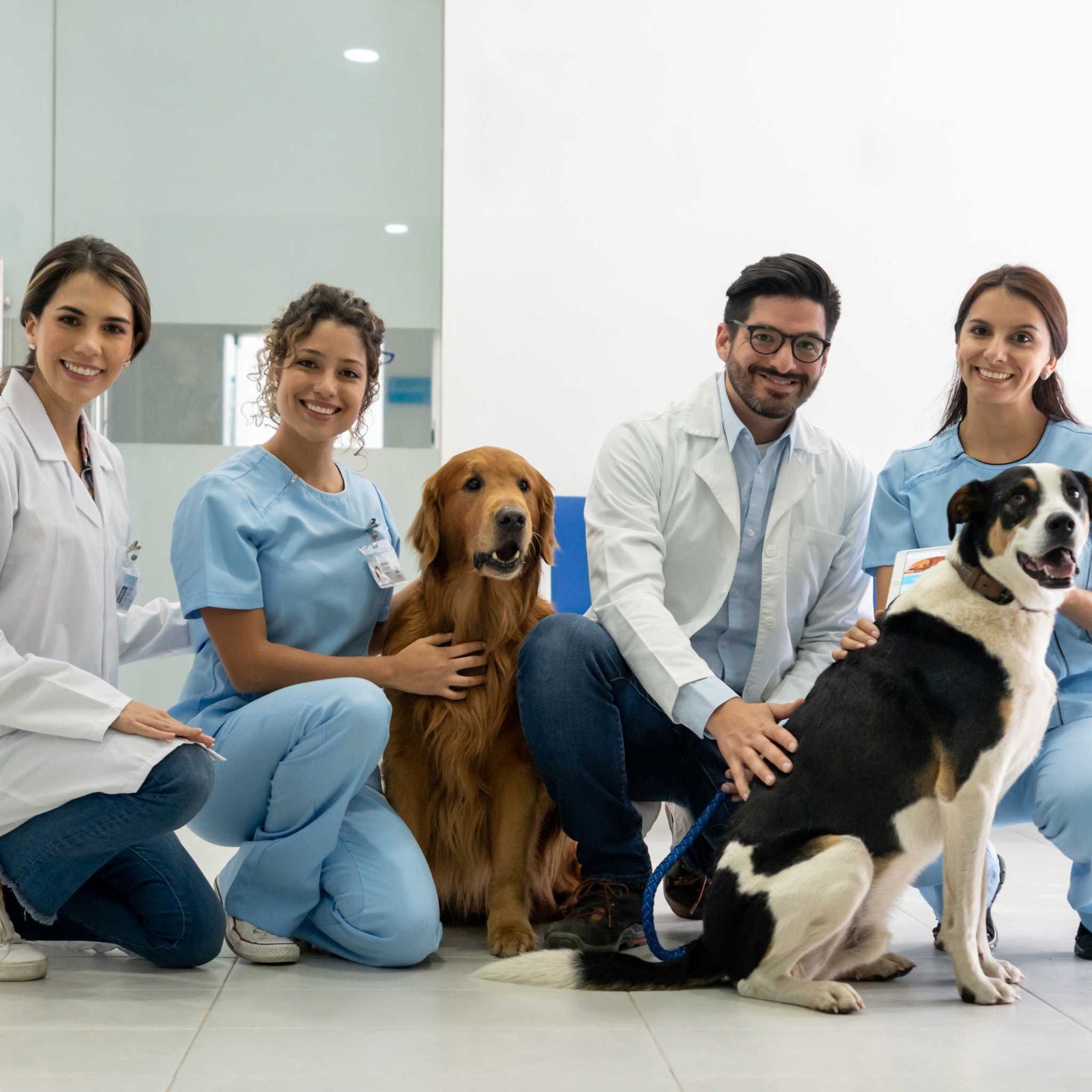 dogs at the vet