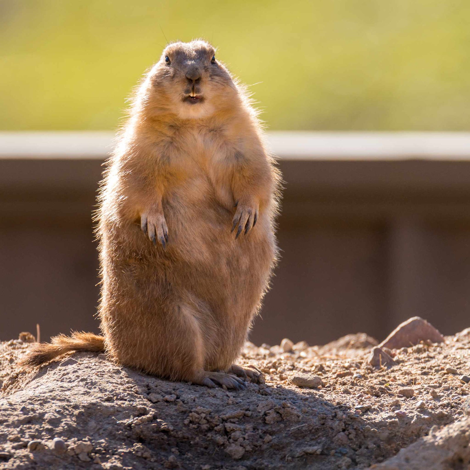 Groundhog Day: Fun Shadow Exercises for Kids